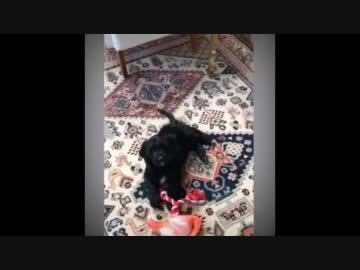 ホモと見る 主人NTR脳破壊ねこ
