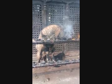 ホモと見る 一味も二味も違うネパールのヤギニキ