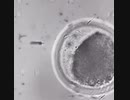 ホモと見る　ナノボットが精子を運んで卵子に受精させる映像