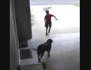 ホモと見る　人ん家の犬をこっそり触りに来た少年