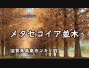 ツーリングコース紹介　No.3 メタセコイア並木