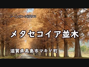 ツーリングコース紹介　No.3 メタセコイア並木