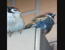 【なぜ？】お腹が黒いスズメがいた+雀の鳴き声【野鳥観察】スズメ目Eurasian Tree Sparrow / Passer montanus