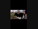 元野良猫、今は保護されて幸せに暮らす#Shorts【野良猫】【感動猫】