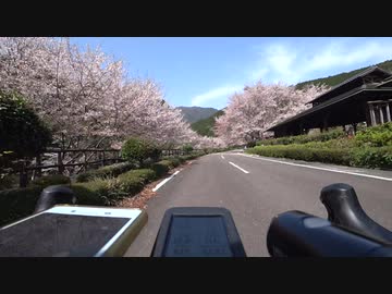和歌山県　道の駅 おくとろ   桜花見