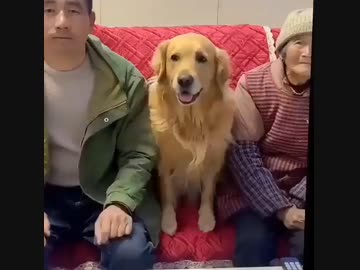 ホモと見る　おばあちゃんに優しい犬