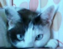 ねこの可愛くない寝顔