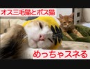 オス三毛王子様猫、めっちゃスネる