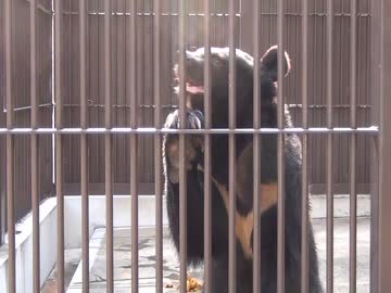 ツキノワグマも真夏バテげ2013.08たつの動物園