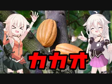 カカオ
