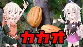 カカオ