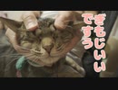 【猫の日常】猫マッサージに革命！頭皮マッサージを試されてうっとりする猫【vlog】