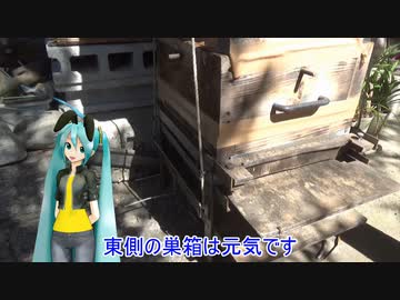 【素人養蜂　Part68】秋です