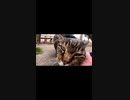 過去に大ケガをしたキジトラ猫が今は穏やかに暮らしている#Shorts【野良猫】【感動猫】