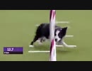ホモと見る　障害物競走に全力で挑むワンコ達、一方ハスキーは…