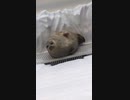 ホモと見る　朝起きて遅刻確定したとき
