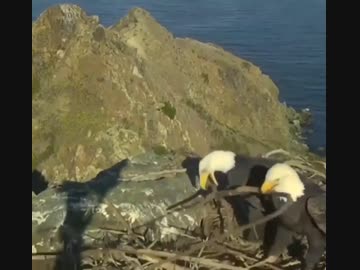 ホモと見る ワシの夫婦喧嘩