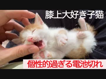 膝上大好き保護子猫、個性的過ぎる電池切れを披露する
