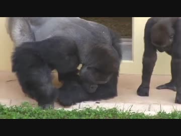 ゴリラと見る芋虫