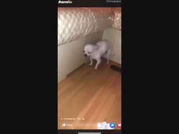 赤座あかりーヌ