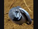 アスファルトによくいる鳥