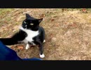 ナデナデを止めて帰ろうとすると手で引き止めようとする野良猫