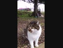 地域猫の自由な暮らしと理不尽な現実#Shorts【野良猫】【感動猫】
