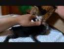 風邪薬中の子猫を咥えて連れ戻そうとする母猫