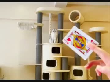 ホモと見る　ヒソカvs猫