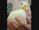 ホモと見る　おっぱいみたいなアヒル