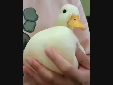 ホモと見る　おっぱいみたいなアヒル