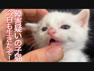 障害疑いの保護子猫、漲る生命力で今日も生きる