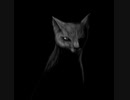 猫です