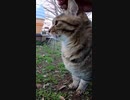この猫店長は猫の手を貸してくれるのだろうか・・・！？#Shorts【野良猫】【感動猫】