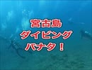 宮古島ダイビング・パナタ・ギンガメ・アオウミ