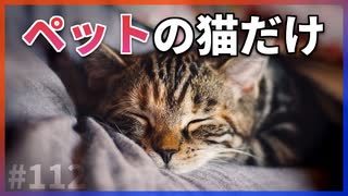 【ゆっくり解説】「ニャー」と鳴くのはペットの猫だけ【今日の豆知識】