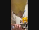 牙突零式【オカメインコ】