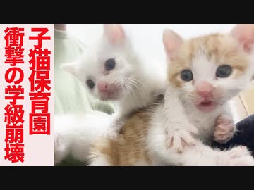 保護子猫保育園、給食の時間に学級崩壊する