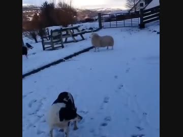 ホモと見る 自分を犬だと思っている羊