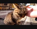 青い海と空が広がる釣りスポットで虐げられる猫達【野良猫】【感動猫】