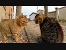 モフられながらもライバル猫に威嚇する猫、いつの間にか大乱闘に発展する