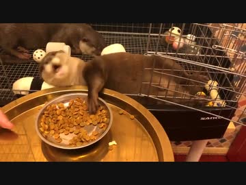 カワウソの食事風景見てると悩み事とか、もう色々どうでもよくなる