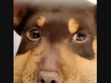 ホモと見る 蜂に刺された犬 ニコニコ動画