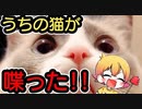 【ご報告】うちの猫メッチャかわいい、、、【Ｐ丸様。】【ねこ cat】