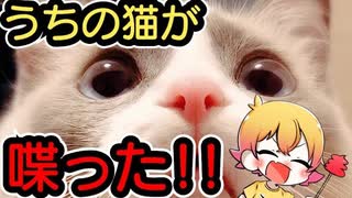 【ご報告】うちの猫メッチャかわいい、、、【Ｐ丸様。】【ねこ cat】