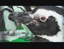 ペンギンの瞬膜パチパチ