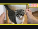 ばぁばのそばにクッソいたい子猫。なぜなら…【召喚獣はる】