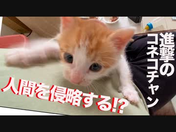 進撃の保護子猫、人間を侵略する