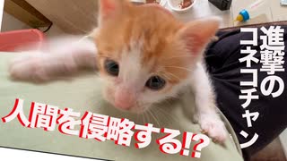 進撃の保護子猫、人間を侵略する