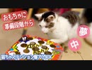 猫にしかけのある箱のおもちゃ買ってあげたら幸せな時間がおとずれた
